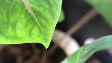 moving leaf footage with blur background