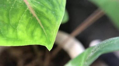 moving leaf footage with blur background
