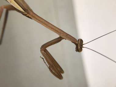 Duacı Mantiş duvarda