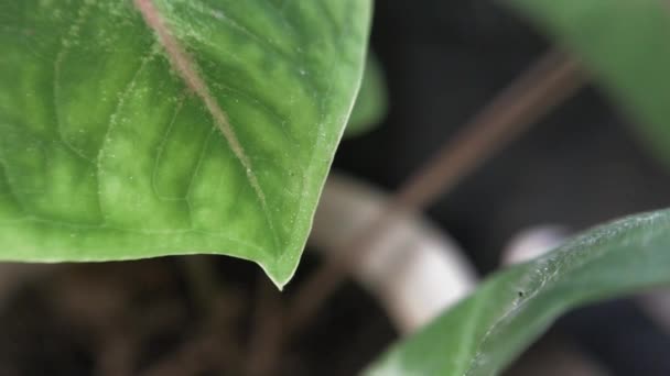 Bewegendes Green Leaf Filmmaterial Mit Unscharfem Hintergrund — Stockvideo