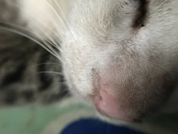 Soft Focus Cat Face Close Photo — Stock Photo, Image