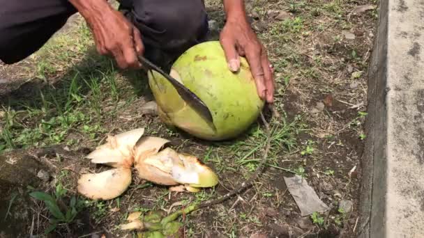 남자가 코코넛을 찢는다 신선하고 건강하며 코코넛 마시기 코코넛 껍질을 — 비디오