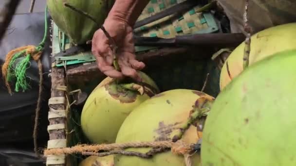 Ein Mann Wählt Junge Kokosnüsse Die Noch Frisch Und Süß — Stockvideo