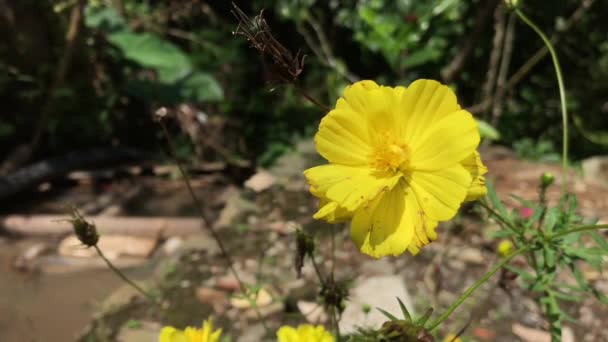 Yellow Sun Flowers Flower Bed Outdoors — Stock Video