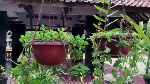 Footage Flowers Hanging Pots Home Garden Decoration — Wideo stockowe