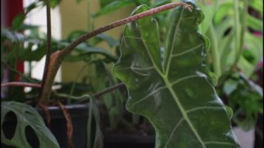  Sabah taze yapraklar hafif bir esintiyle