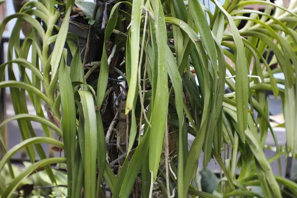 Orchid Flower Leaves Thrive Rambutan Tree Trunk — Stock Photo, Image
