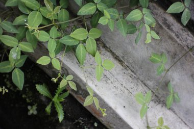 Çimento duvarında arka plan için dikey bitki ve sunum kağıdı olan negatif alan