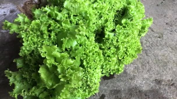 Frisk Billig Grøn Salat Optagelser – Stock-video