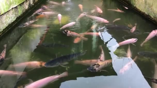 清潔で流れる池の中の魚料理の映像 — ストック動画