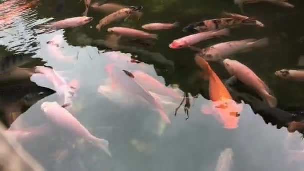 Βίντεο Γκουράμι Λίμνη Καθαρό Και Τρεχούμενο Νερό — Αρχείο Βίντεο