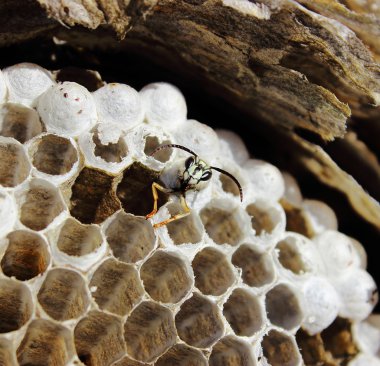 eşekarısı yuvası