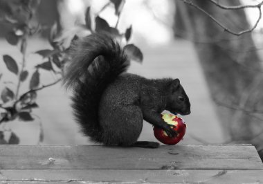 siyah sincap sağlıklı beslenme