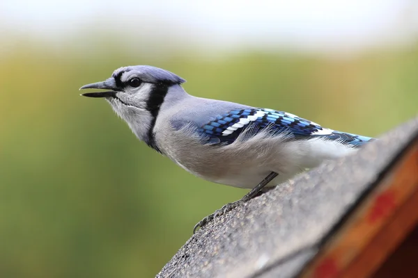 Blue Jay on a roof — Stock Photo, Image