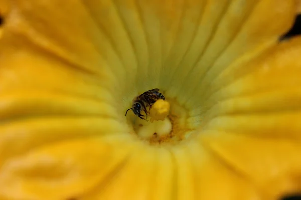 Abelha em uma flor de abobrinha — Fotografia de Stock