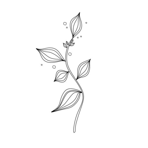 Schöne Illustration Von Pflanzen Schwarz Weiße Umrisse Lineares Bild Von — Stockfoto