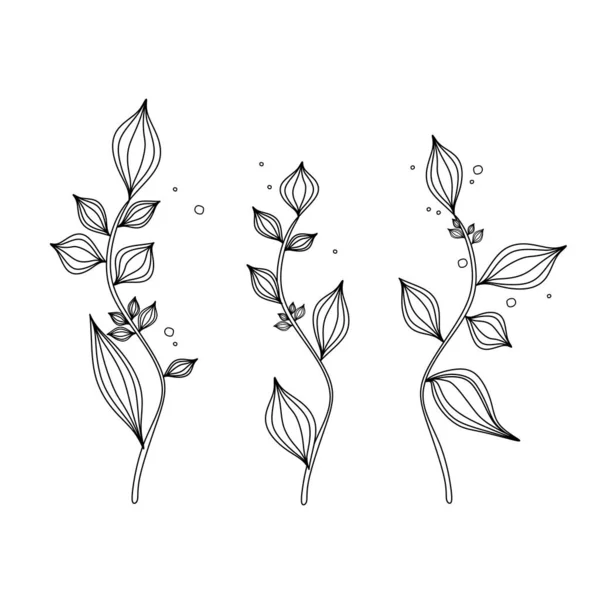 Belle Illustration Plantes Contour Noir Blanc Image Linéaire Des Plantes — Image vectorielle