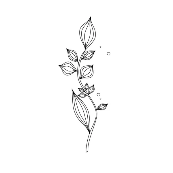 植物の美しいイラスト 黒と白の輪郭 植物の線形画像 優雅な茎や葉の曲線 — ストックベクタ