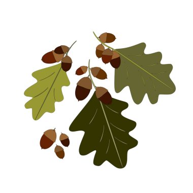 A branch of acorns, hand-drawn. Contour drawing of acorns with foliage.