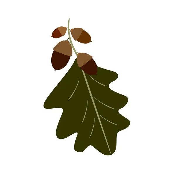 Branch Acorns Hand Drawn Contour Drawing Acorns Foliage — Image vectorielle