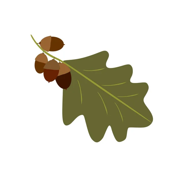 Branch Acorns Hand Drawn Contour Drawing Acorns Foliage — 图库矢量图片