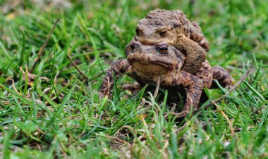 kara kurbağaları çiftleşme