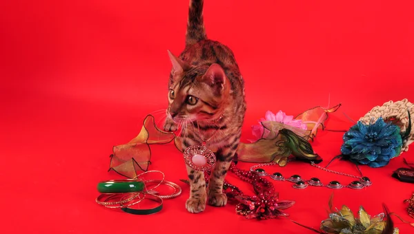 Bengal cat and Jewellery — Stock Photo, Image