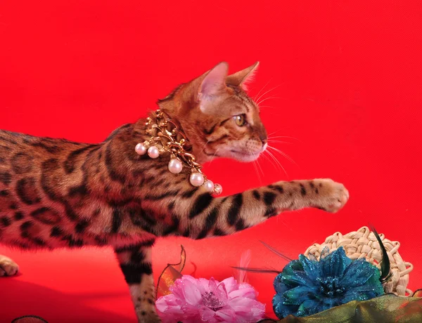 Bengal cat and Jewellery — Stock Photo, Image