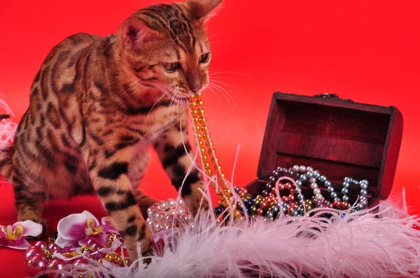 Bengal cat and Jewellery — Stock Photo, Image