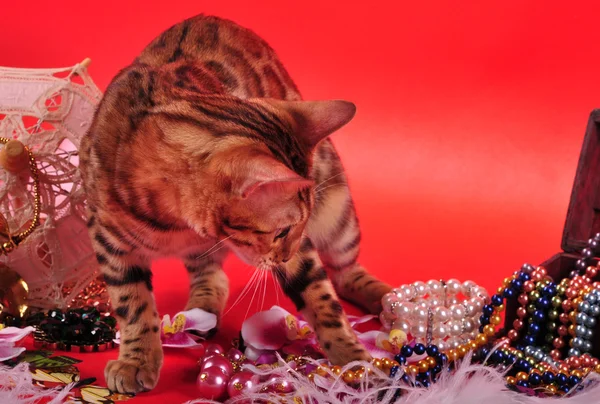 Bengal cat and Jewellery — Stock Photo, Image