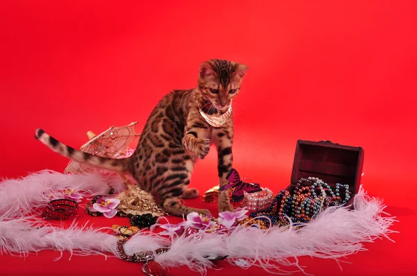 Bengal cat and Jewellery — Stock Photo, Image