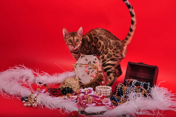 Bengal cat and Jewellery — Stock Photo, Image