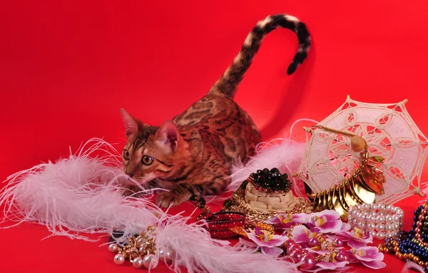 Bengal cat and Jewellery — Stock Photo, Image