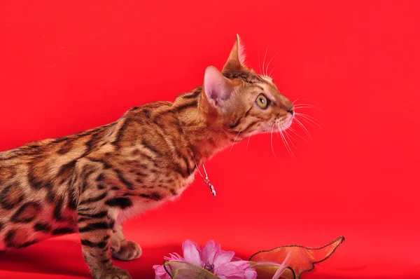 Bengal cat and Jewellery — Stock Photo, Image