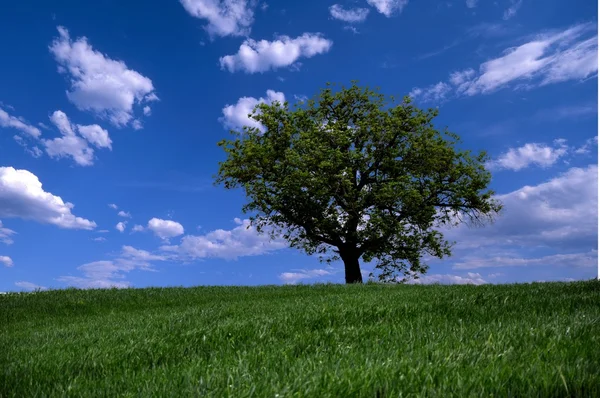 Gökyüzü arka plan üzerinde yalnız ağaç — Stok fotoğraf