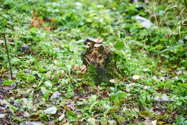Old mossy rotten stump covered with mushrooms — Stock Photo, Image