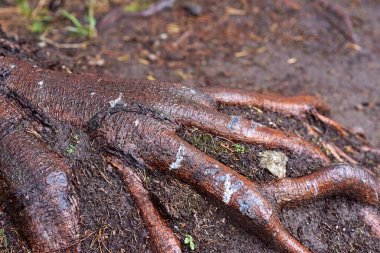 Toprağın altından çıkan bir ağacın kök sisteminin bir parçası. Tavuk budu gibi görünüyor..