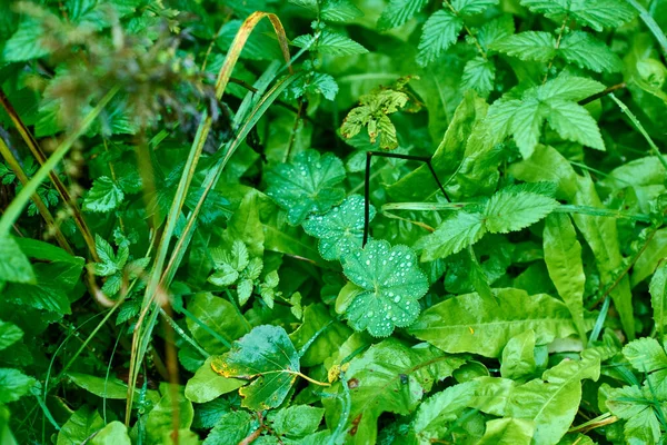 Alchemilla vulgaris, pospolita pani płaszcz, jest rośliną wieloletnią zielną w Europie i Grenlandii — Zdjęcie stockowe