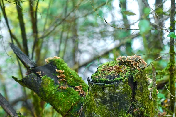 Old mossy tree stump with peeling bark and tinder fungi. Blurred background, art bokeh effect — Stockfoto