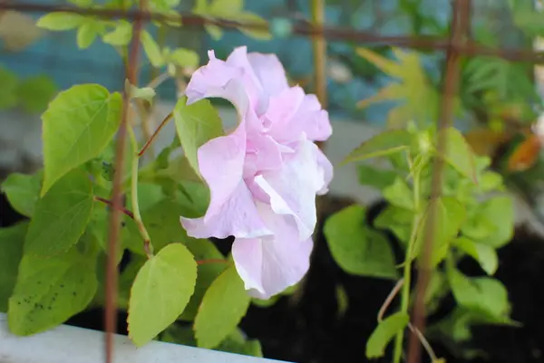 Flor de petúnia lilás pálido entre folhas verdes — Fotografia de Stock