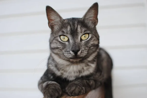 Striped cat, a cross between a breed of tabby mackerel, lies on a wooden bench against a background of white siding — Stock Photo, Image