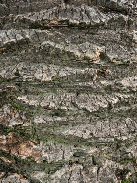 Grey and brown texture of palm tree bark — Stock Photo, Image