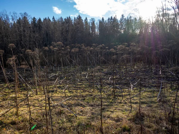 Hösten solig rysk åkermark landskap med gul ogräs gräs, moln och björk skog — Stockfoto