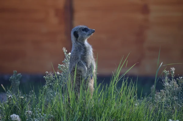 Meerkat. — Fotografia de Stock