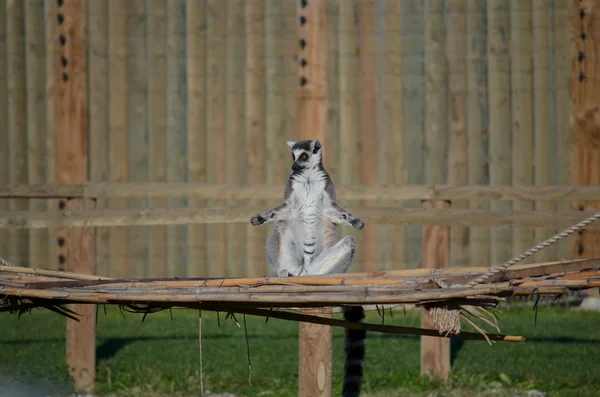 Monyet Lemur Duduk — Stok Foto