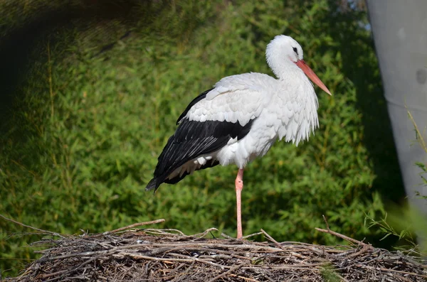 Ooievaar — Stockfoto