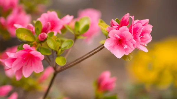 Azalea flower — Stock Photo, Image