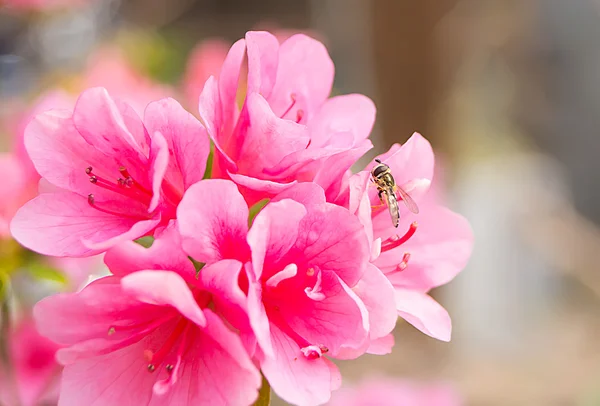 Azalea flower — Stock Photo, Image