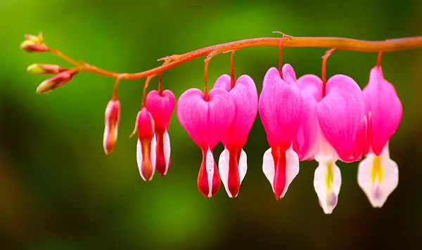Цветок сердца или кровоточащий цветок сердца — стоковое фото