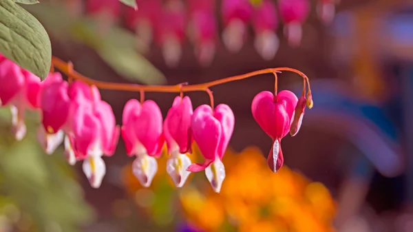 Flor del corazón o flor del corazón sangrante —  Fotos de Stock